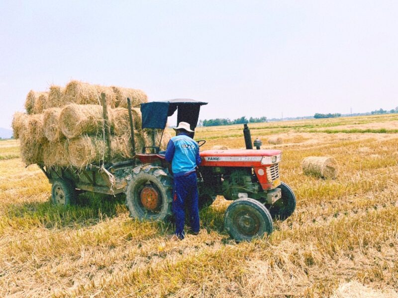 Rơm rạ làm thức ăn chăn nuôi